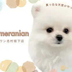 【 ポメラニアン 】純白のプレミアムプリンセス！ポメラニアンの女の子が入店！