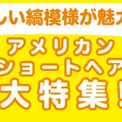 【 アメリカンショートヘア特集 】8/15現在在店中のアメショちゃんをご紹介！