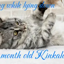 【 キンカロー 】寝転びながら遊ぶ姿が可愛い!シルバータビーの男の子!