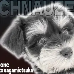 【 ミニチュアシュナウザー 】注目度上昇中ワンコ！ブラック＆シルバーの女の子！