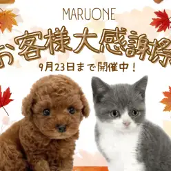 【 お知らせ 】9月23日まで大感謝祭開催中！志村坂下店の可愛いメンバーをご紹介