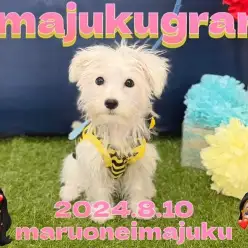 【 イマジュクグラム 】生後5ヶ月で2.1kg！マルシュナちゃま最新情報をお届け