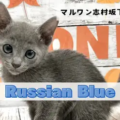 【 ロシアンブルー 】可愛いさと凛々しいギャップの持ち主！ロシアンブルーの男の子