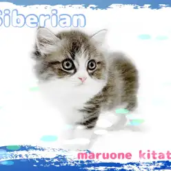 【 サイベリアン 】唯一無二の目力&被毛！見惚れる程のイケメンにゃんこが登場！