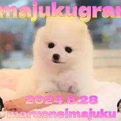 【 イマジュクグラム 】生後2ヶ月で577g！ホワイトポメラニアンの女の子！