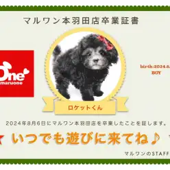 【 卒業記念 】トイプードルのロケットくん卒業おめでとう!今までの感謝を込めて〜卒業ブログ〜