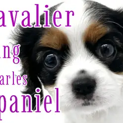 【 キャバリアキングチャールズスパニエル 】トライカラーの美しい姫様！