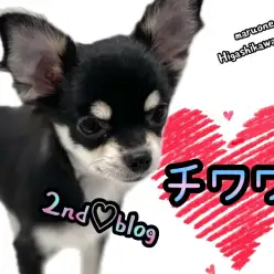 【 チワワ 】生後5ヶ月半優等生ちーちゃん!賢く従順に育ちました