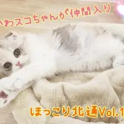 【 ほっこり北通Vol.100 】こぼれそうな大きな瞳の激かわスコちゃん