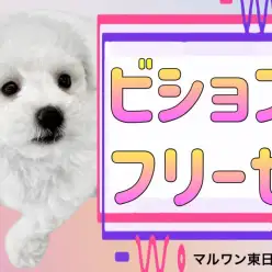 【 ビションフリーゼ 】純白の美男子登場！この子との生活ポイントもご紹介！