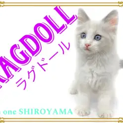 【 ラグドール 】可愛さ満載！ルックス・性格良しのオススメにゃんこ
