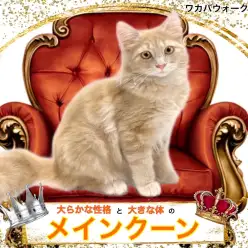 【 メインクーン 】大きさだけではない性格まで魅力的なメインクーンちゃん