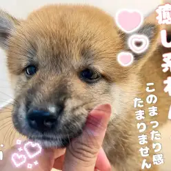 【 ほっこり北通Vol.101 】のんびりマイペースな柴ちゃんはいかがですか！