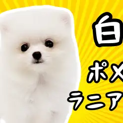 【 ポメラニアン 】生後71日で670g！白いたぬき顔ポメラニアン女の子！