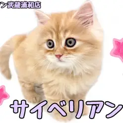 【 サイベリアン 】大きな垂れ目が可愛い大人気レッドタビーの男の子が登場