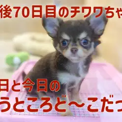 【 チワワ 】生後70日目に変化が！昨日と今日の間違い探し分かるかな？