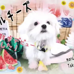 【 マルチーズ 】生後5ヵ月半で約1.2㎏の小さい男の子は社会化もバッチリ！！