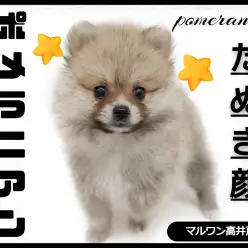 【 ポメラニアン 】ウルフセーブルの最強たぬき顔ポメが東京都杉並区に舞い降りた！