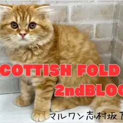 【 スコティッシュフォールド 】生後4ヶ月を迎えた超絶甘えん坊な折れ耳プリンス！