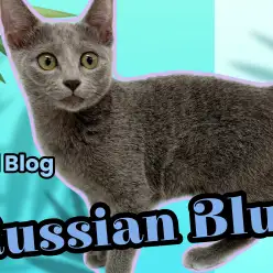 【 ロシアンブルー 】祝生後4ヶ月！活発さが増した美猫の成長記録