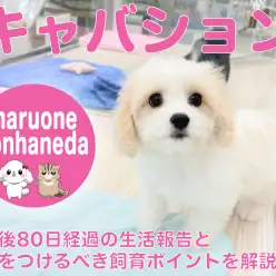 【 キャバション 】生後80日経過の生活報告と気をつけるべき飼育ポイントを解説！