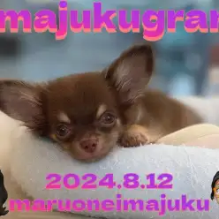 【 イマジュクグラム 】生後3ヶ月体重686g！チョコタンチワワちゃま最新動画！