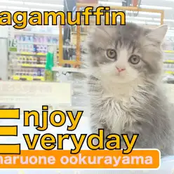 【 ラガマフィン 】入店2日目元気いっぱい走り回る超美人さん！