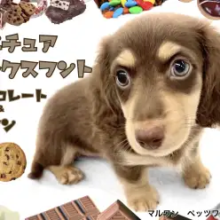 【 ミニチュアダックスフント 】幅広い世代から人気を集める胴長短足ワンコ