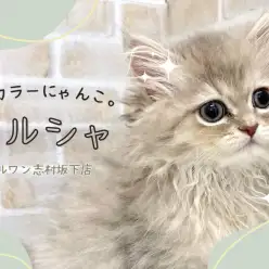 【 ペルシャ 】ゴージャスなルックスと珍しいカラーが魅力的なペルシャちゃん！