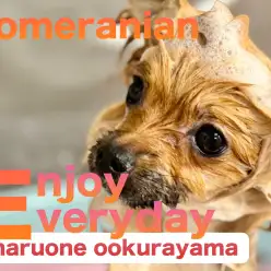 【 ポメラニアン 】ニッカニカの笑顔が素敵！お手入れは順番が大事です！