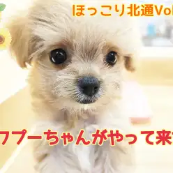 【 ほっこり北通Vol.97 】はじめましてとは思えない！懐っこすぎるチワプーちゃん