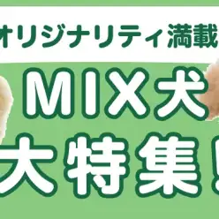 【 MIX犬特集 】8/22現在在店中のオンリーワンなMIX犬！最新動画付き！
