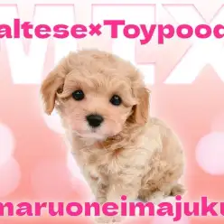 【 MIX マルプー 】初心者必見！目ヂカラ最強のアプリコットマルプー登場！