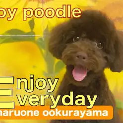 【 トイプードル 】初トリミングで可愛さ爆発！混じりっけなしブラウンカラー！