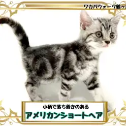【 アメリカンショートヘア 】小さくてハートフルな甘えんボーイ