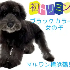 【 ミニチュア・シュナウザー 】初トリミング!ブラックカラーの女の子!