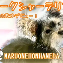 【 ヨークシャーテリア 】美しさプレミアム！お散歩デビューし始めたヨーキー女の子に密着！