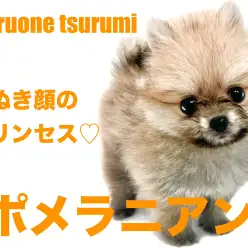【 ポメラニアン 】まるでたぬき顔の可愛いくまさんのような女の子！！