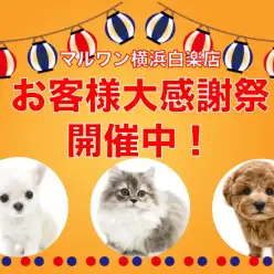 【 お知らせ 】お客様大感謝祭開催中！マルワン横浜白楽店のわんにゃんご紹介！