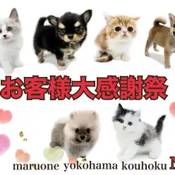 【 お知らせ 】素敵な出会いは港北NT店で！お客様大感謝祭実施中！