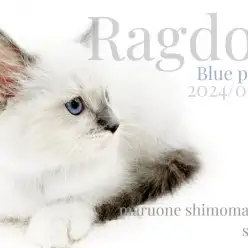 【 ラグドール 】飼いやすさ抜群！優雅で美しいルックスに穏やかな性格の女の子