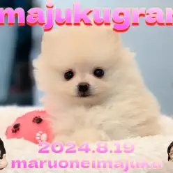 【 イマジュクグラム 】生後58日で470g！手乗りサイズのクリームポメラニアン