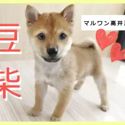 【 豆柴 】可愛すぎるお顔を持った男の子が登場！室内飼いも安心のサイズ感は必見！