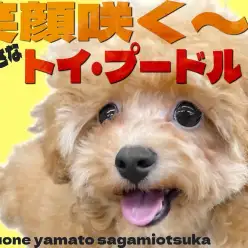 【 トイプードル 】お外デビュー目前！元気印で小柄なトイプー女の子の2nd記事