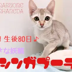 【 シンガプーラ 】驚愕のコミュニケーション能力!生後80日の超イケメンに迫る!