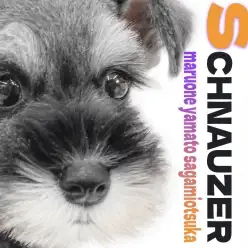 【 ミニチュアシュナウザー 】愛嬌たっぷり！賢可愛い人気のソルト＆ペッパー！