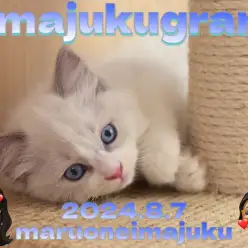 【 イマジュクグラム 】ブルーポイントバイカラーが美しいラグドールの女の子！