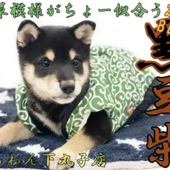 【 豆柴 】最小クラスの両親から生まれた小柄な黒豆柴のギャラリーブログ