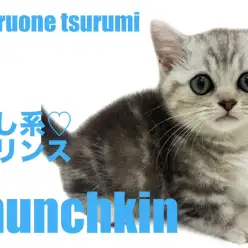 【 マンチカン 】短足だけど運動神経抜群のマンチカンちゃんの男の子！！