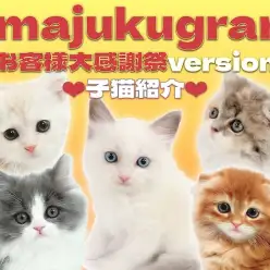 【 イマジュクグラム 】お客様大感謝祭スタート！今宿店に在店中の子猫最新情報！